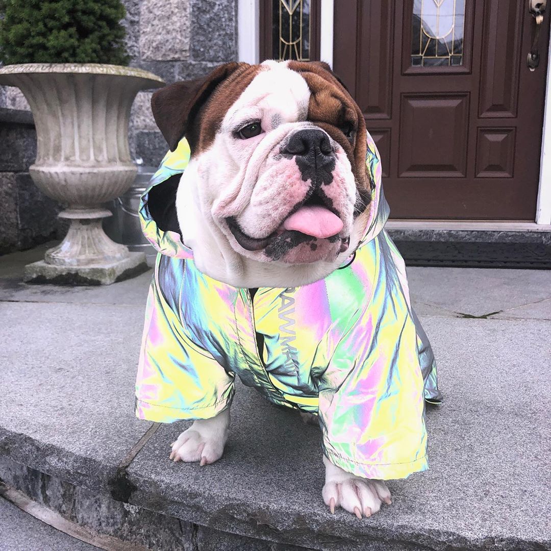 Trendy Dog Windbreaker Hoodie Reflective Jackets